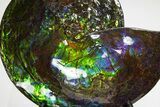 Museum Quality Ammonite (Ammolite) Fossil - Rare Purple! #313395-2